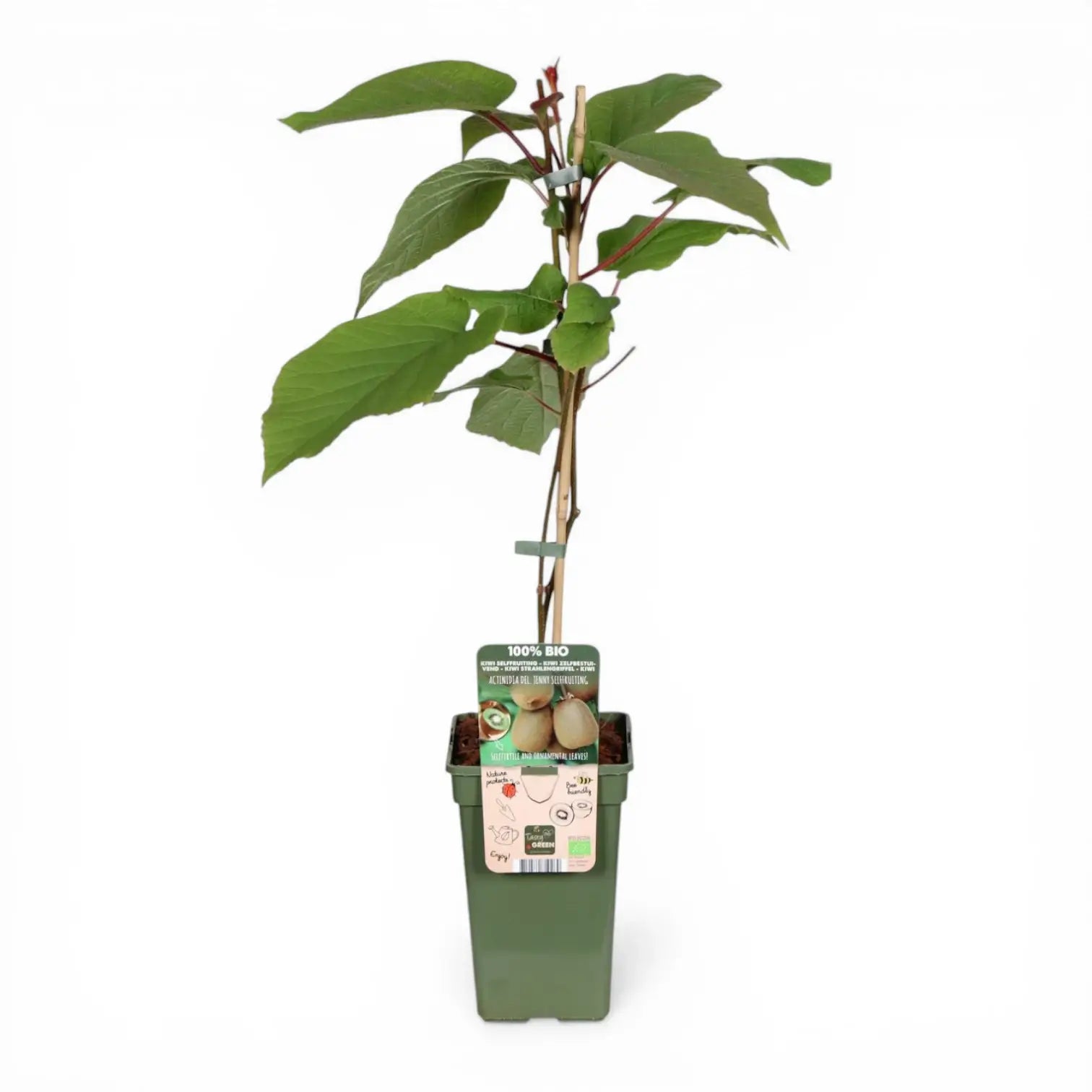 Actinidia deliciosa 'Jenny' – Nahaufnahme.