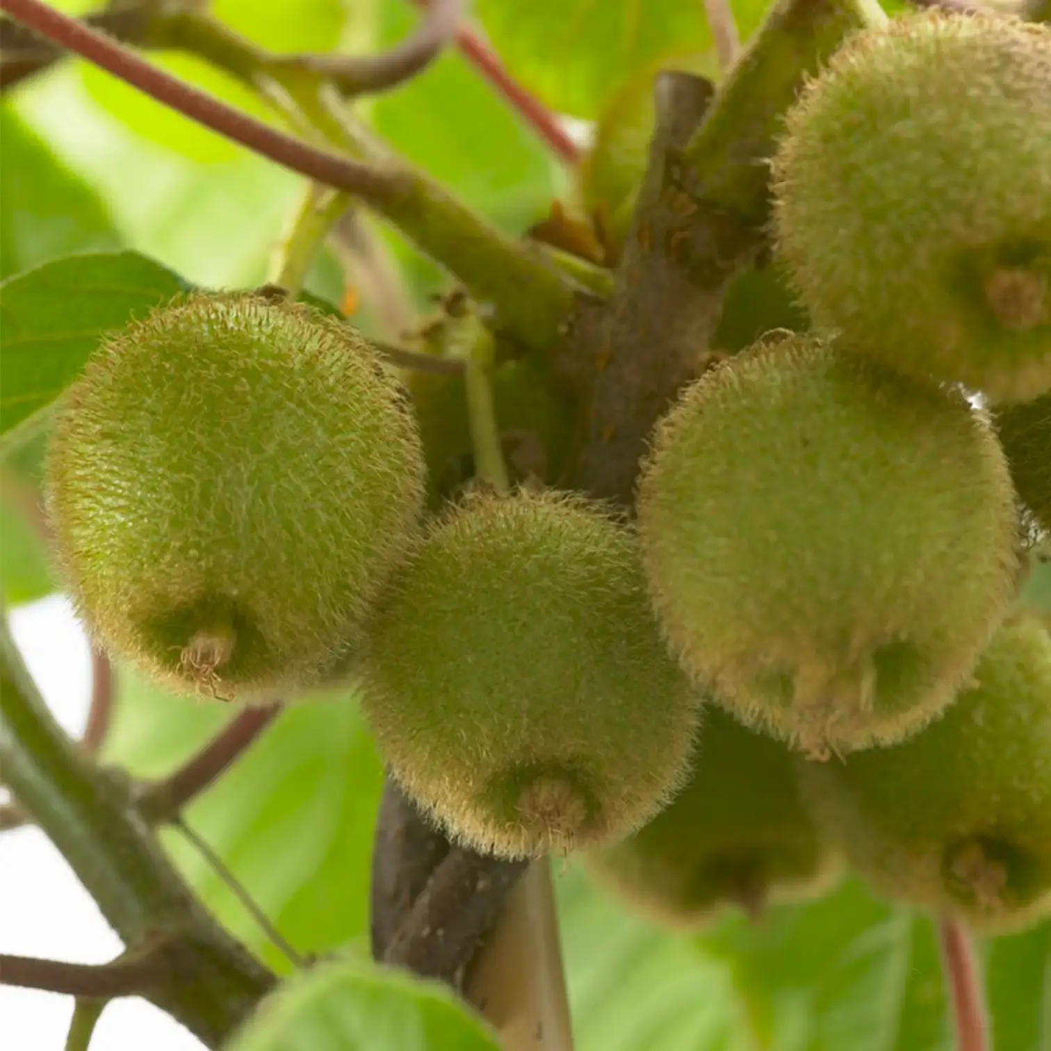 Actinidia deliciosa 'Jenny' – Detailaufnahme der Pflanze.
