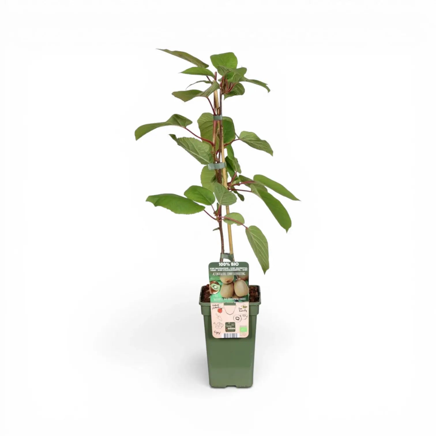 Actinidia deliciosa 'Jenny' – Detailaufnahme der Pflanze.
