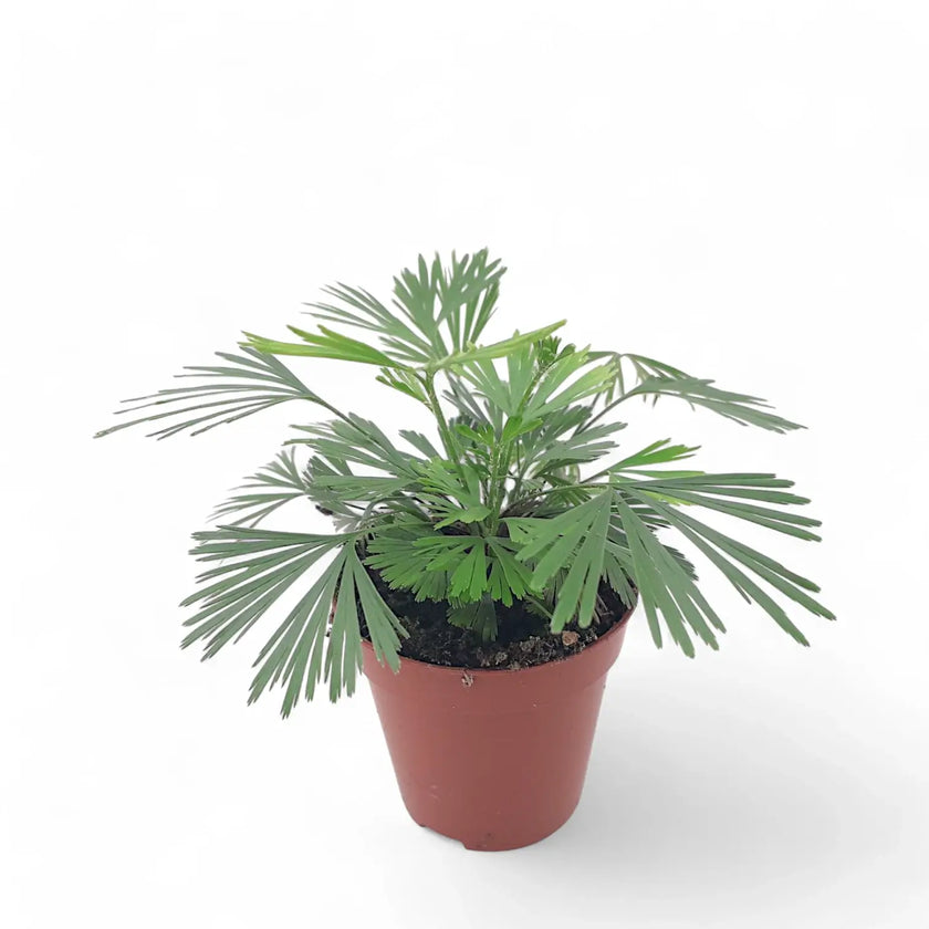 Actiniopteris australis potted plant in nursery pot on white background.