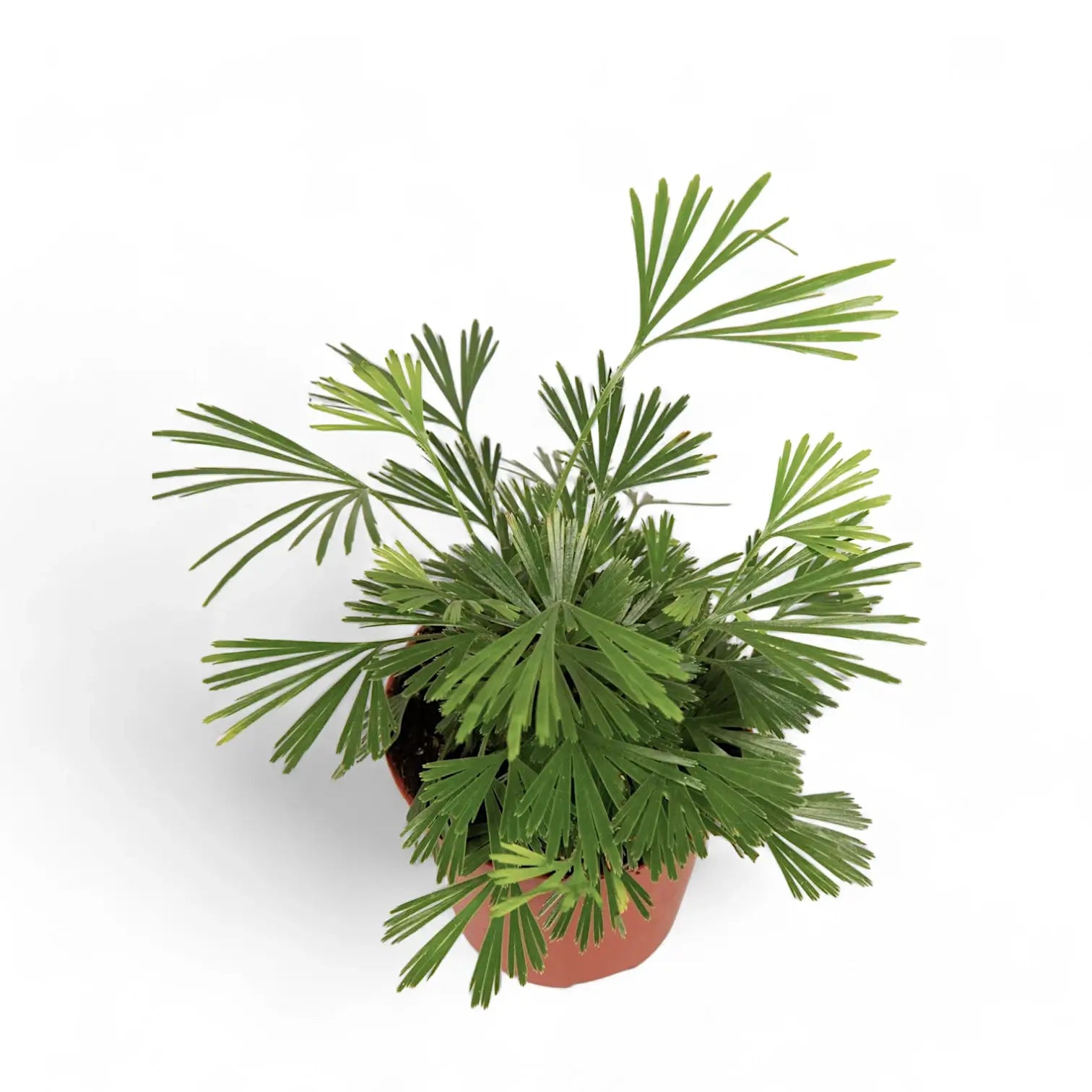 Actiniopteris australis potted plant in nursery pot on white background.