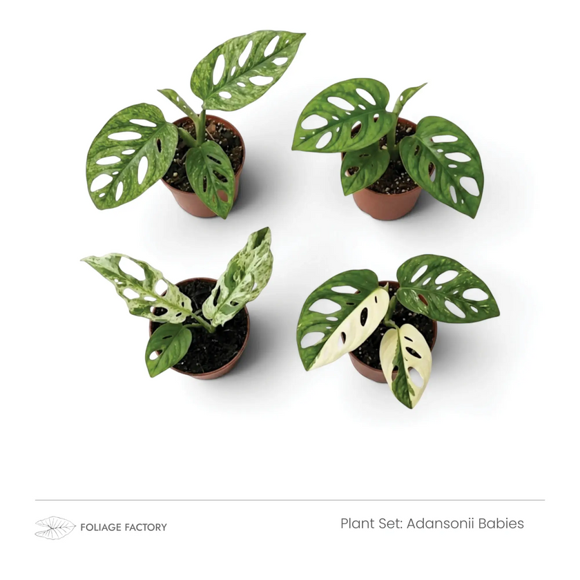 Adansonii Babies plant set with four fenestrated green and variegated plants viewed from above