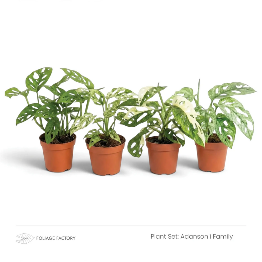 Adansonii Family plant set with four green and variegated fenestrated plants lined up in nursery pots