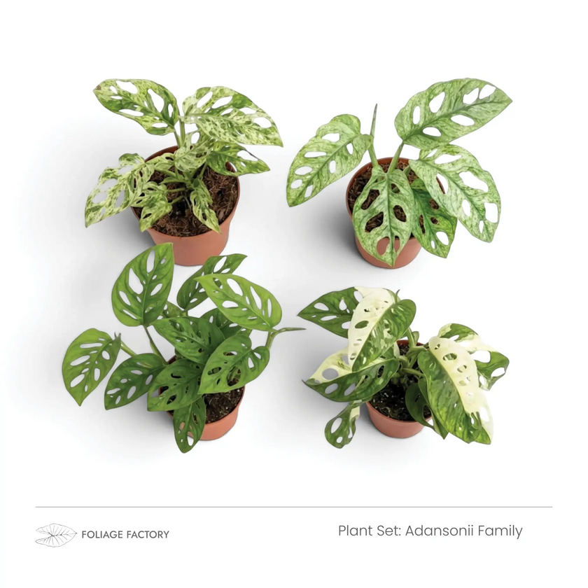 Adansonii Family plant set with four green and variegated fenestrated plants viewed from above