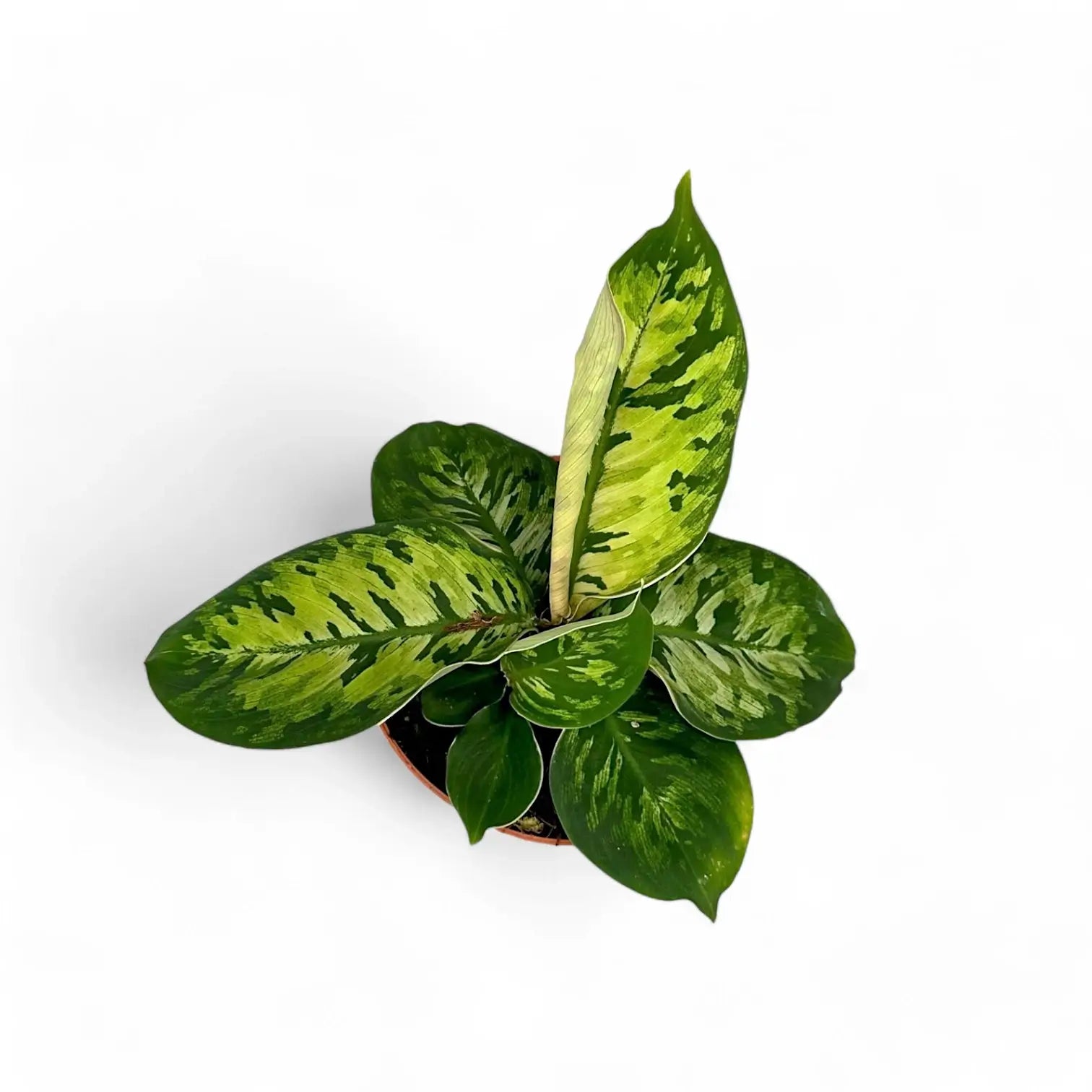 Adelonema wallisii 'Camouflage' – Zimmerpflanze im Kulturtopf auf weißem Hintergrund, Produktfoto 6.