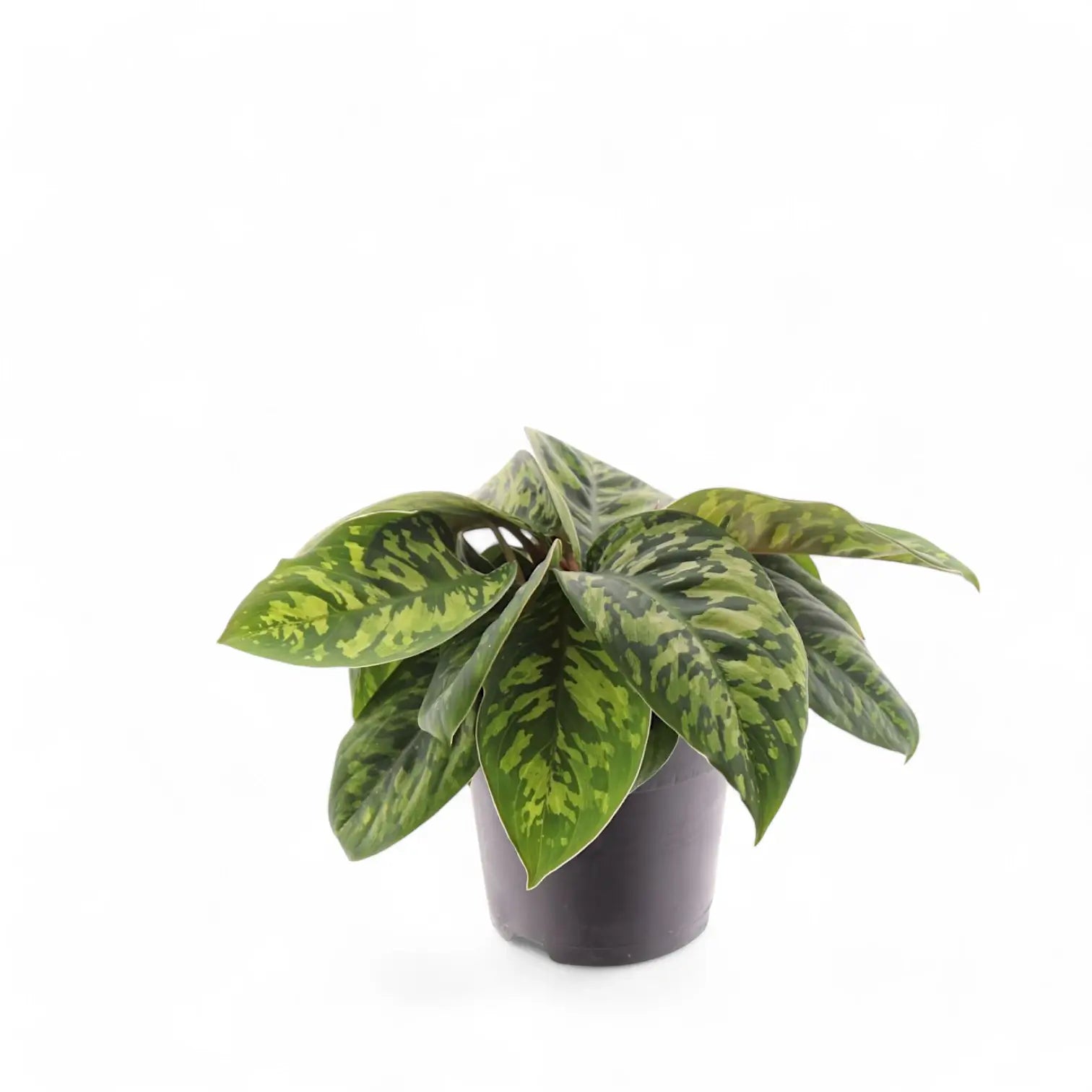 Adelonema wallisii 'Camouflage' – Zimmerpflanze im Kulturtopf auf weißem Hintergrund, Produktfoto 7.