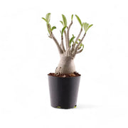 Adenium obesum – Zimmerpflanze im Kulturtopf auf weißem Hintergrund, Produktfoto 4.