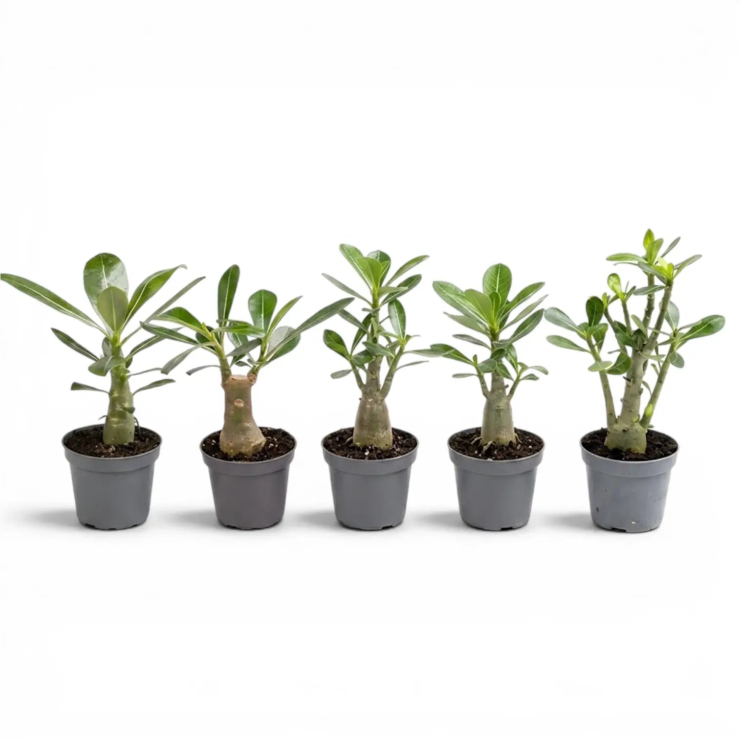Adenium obesum, Wüstenrose als Babypflanze im Kulturtopf.