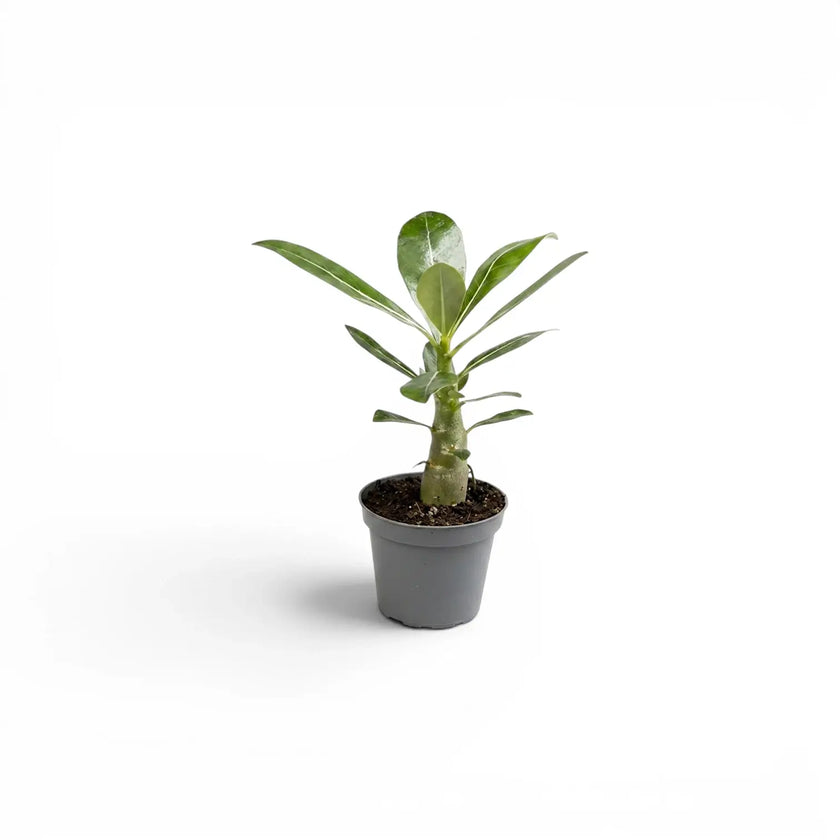 Adenium obesum, Wüstenrose als Babypflanze im Kulturtopf.
