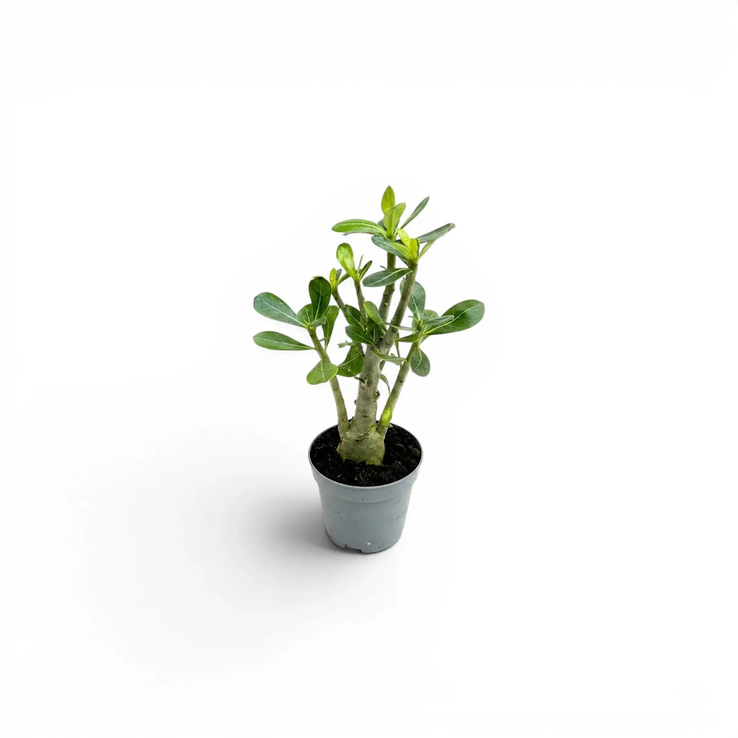 Adenium obesum, Wüstenrose als Babypflanze im Kulturtopf.