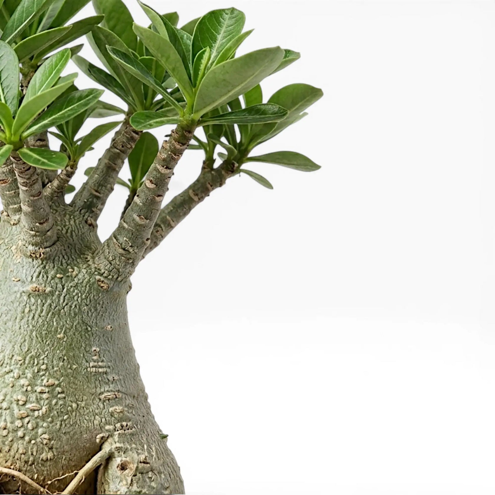 Adenium obesum, Wüstenrose mit Blättern und verdicktem Stamm im Detail.