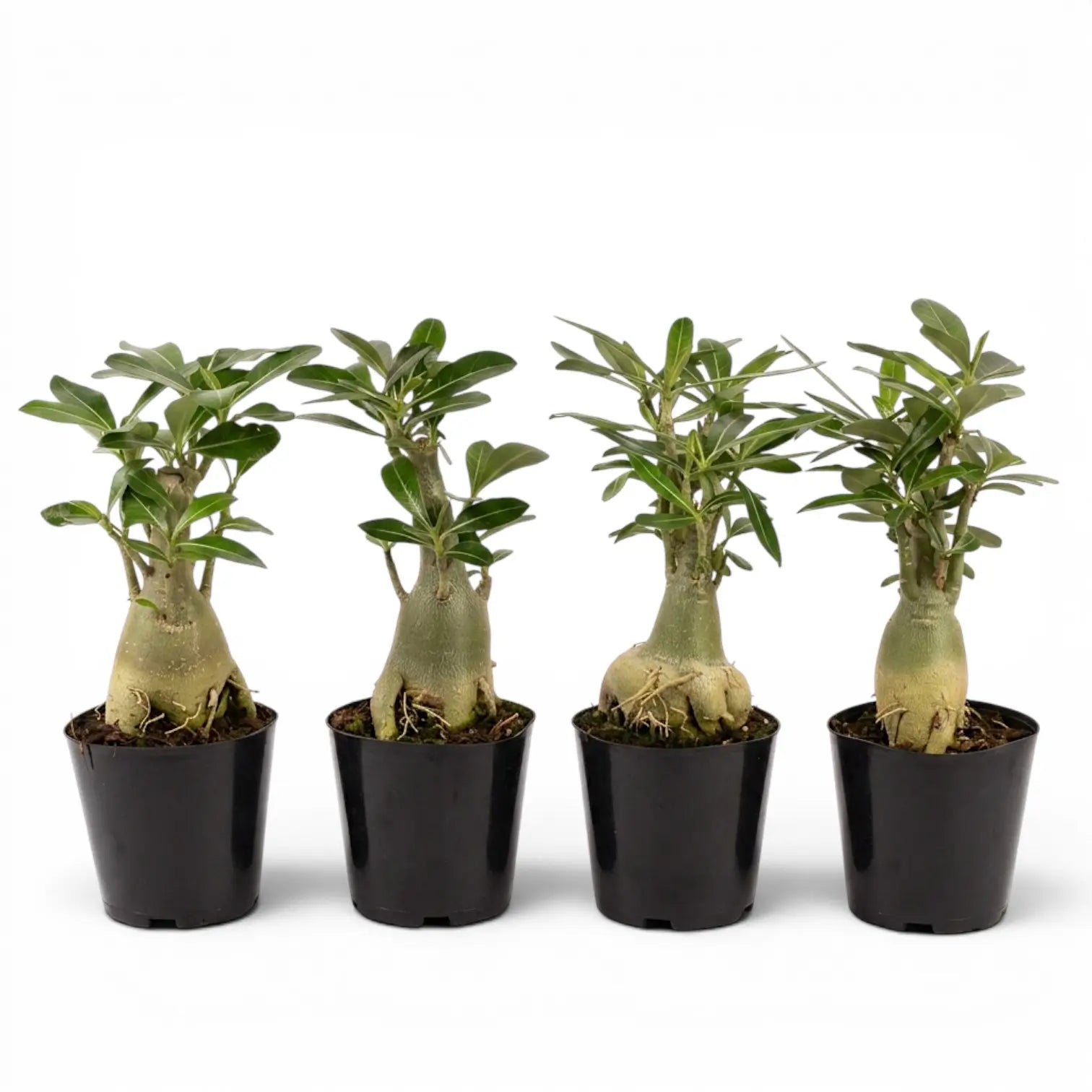 Adenium obesum, Wüstenrose im Kulturtopf.