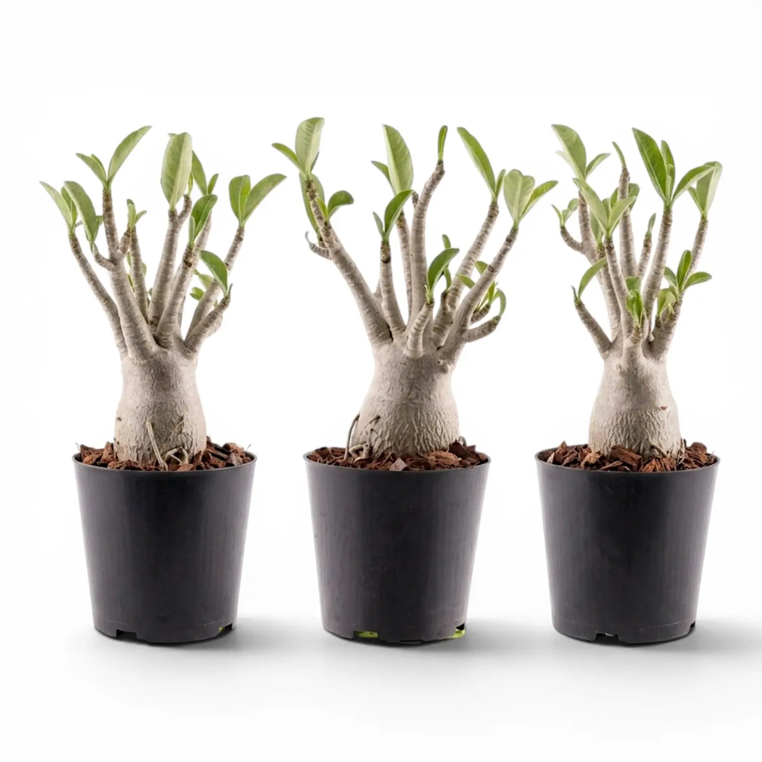Adenium obesum, Wüstenrose im Kulturtopf.