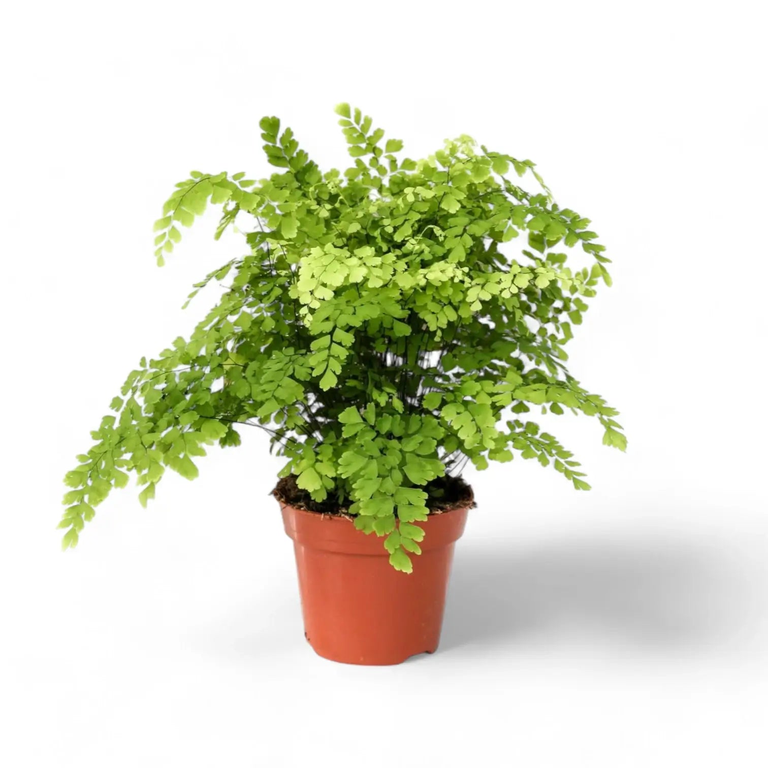 Adiantum raddianum potted plant in nursery pot on white background.