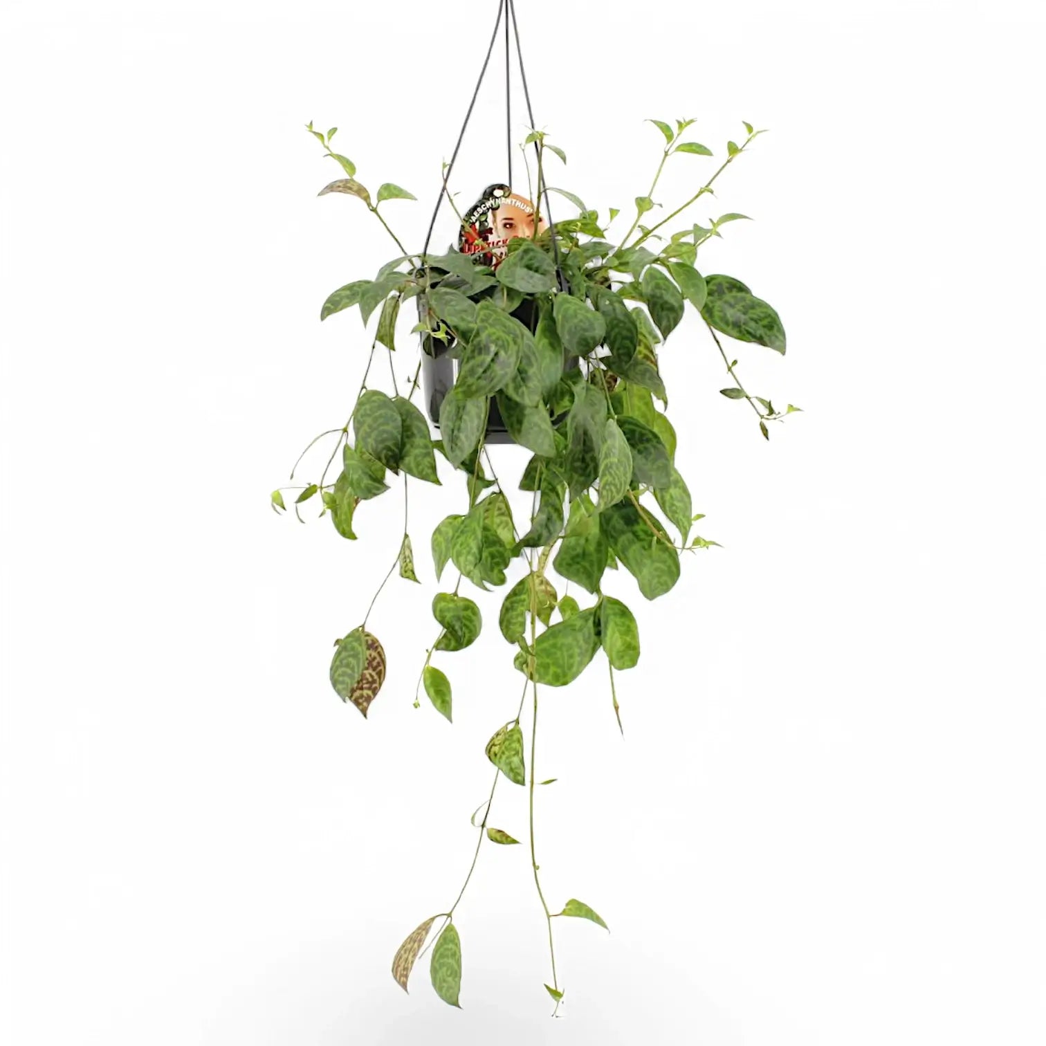 Aeschynanthus longicaulis (marmoratus) potted plant in nursery pot on white background.