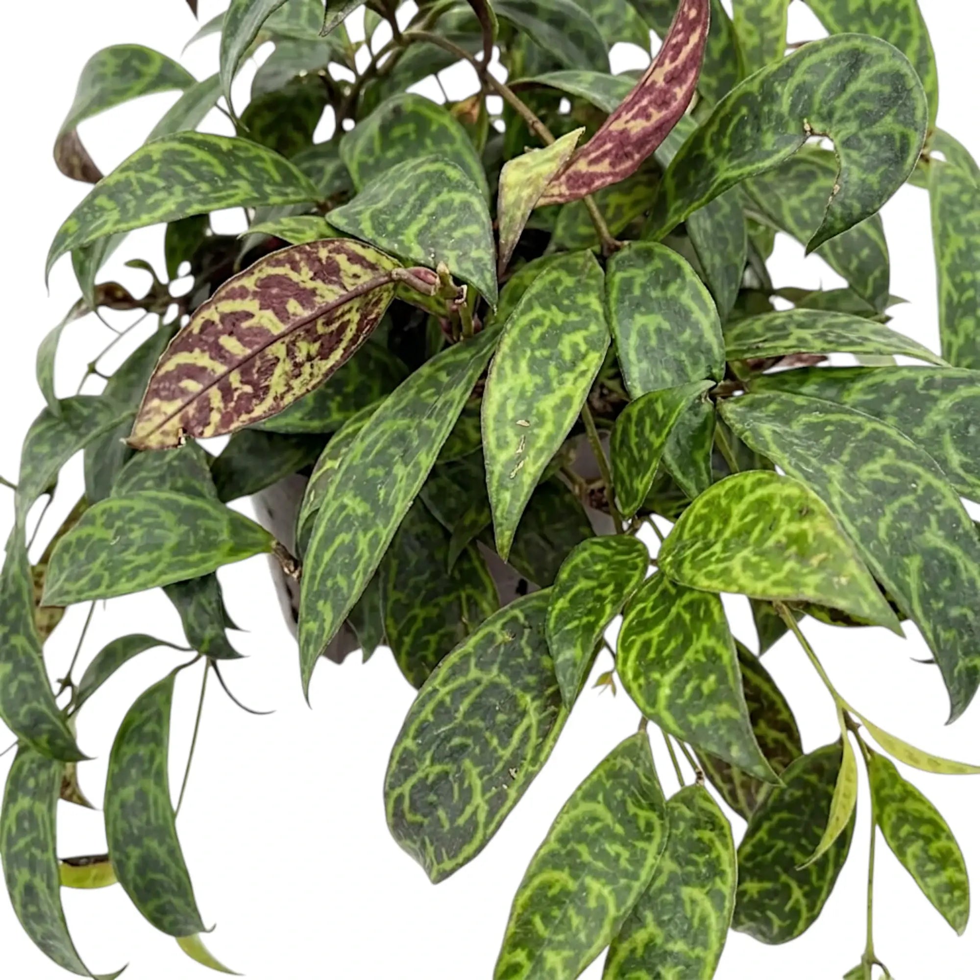 Blattdetail von Aeschynanthus marmoratus mit grün marmorierten Blättern.