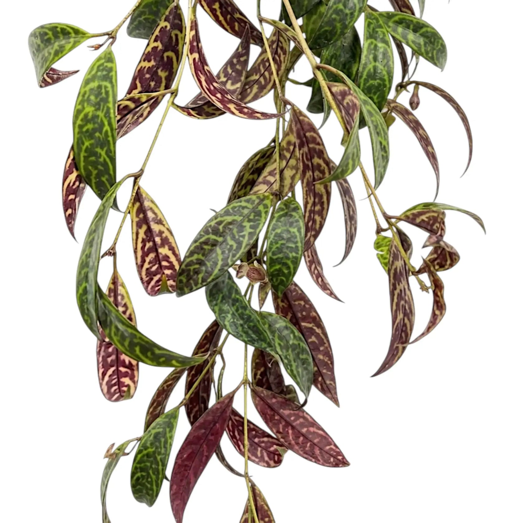 Blattdetail von Aeschynanthus marmoratus mit grün marmorierten Blättern.