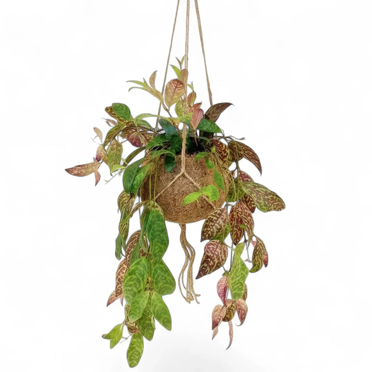 Aeschynanthus marmoratus mit hängenden Trieben, grün gemusterten und rötlichen Blättern