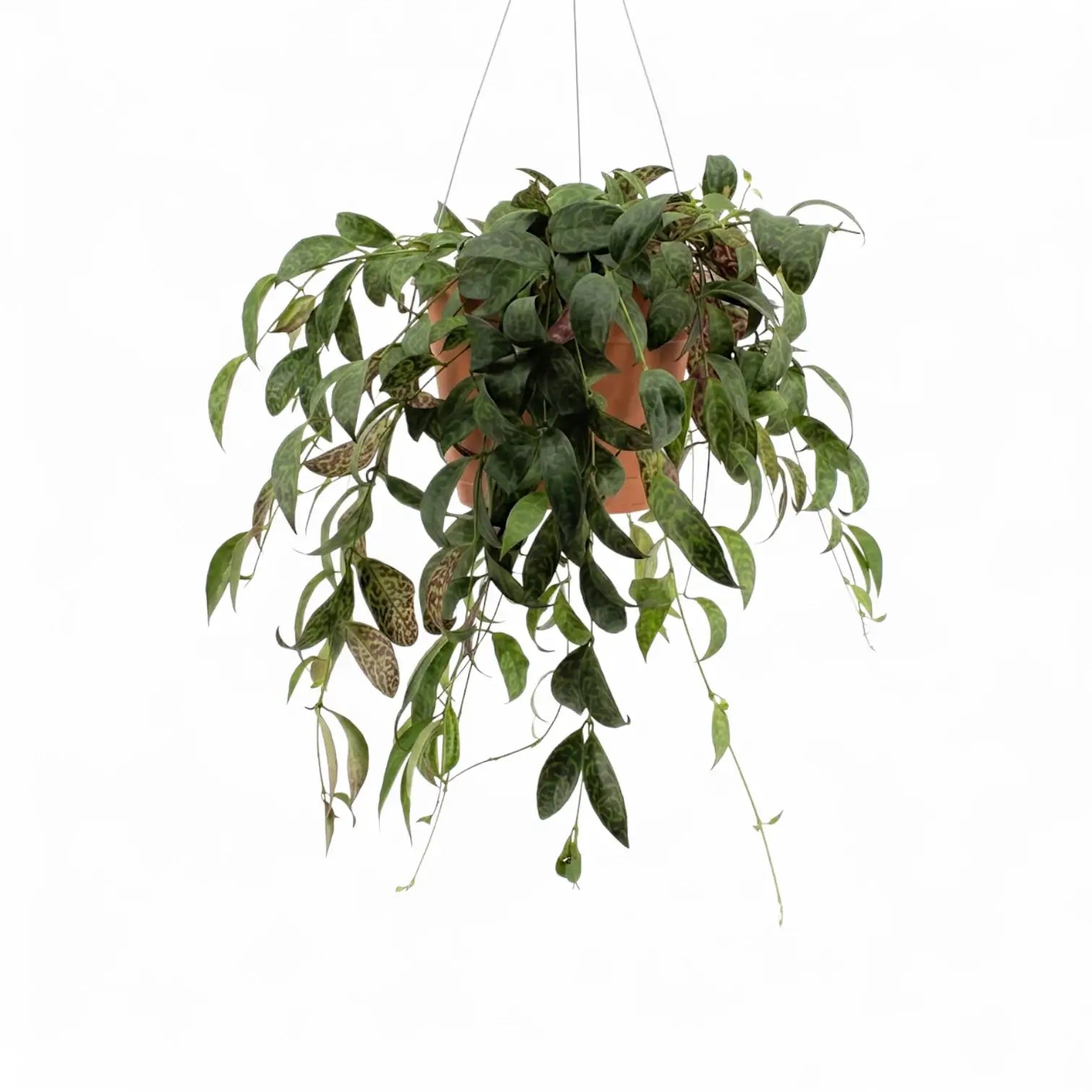 Aeschynanthus marmoratus im Kulturtopf.