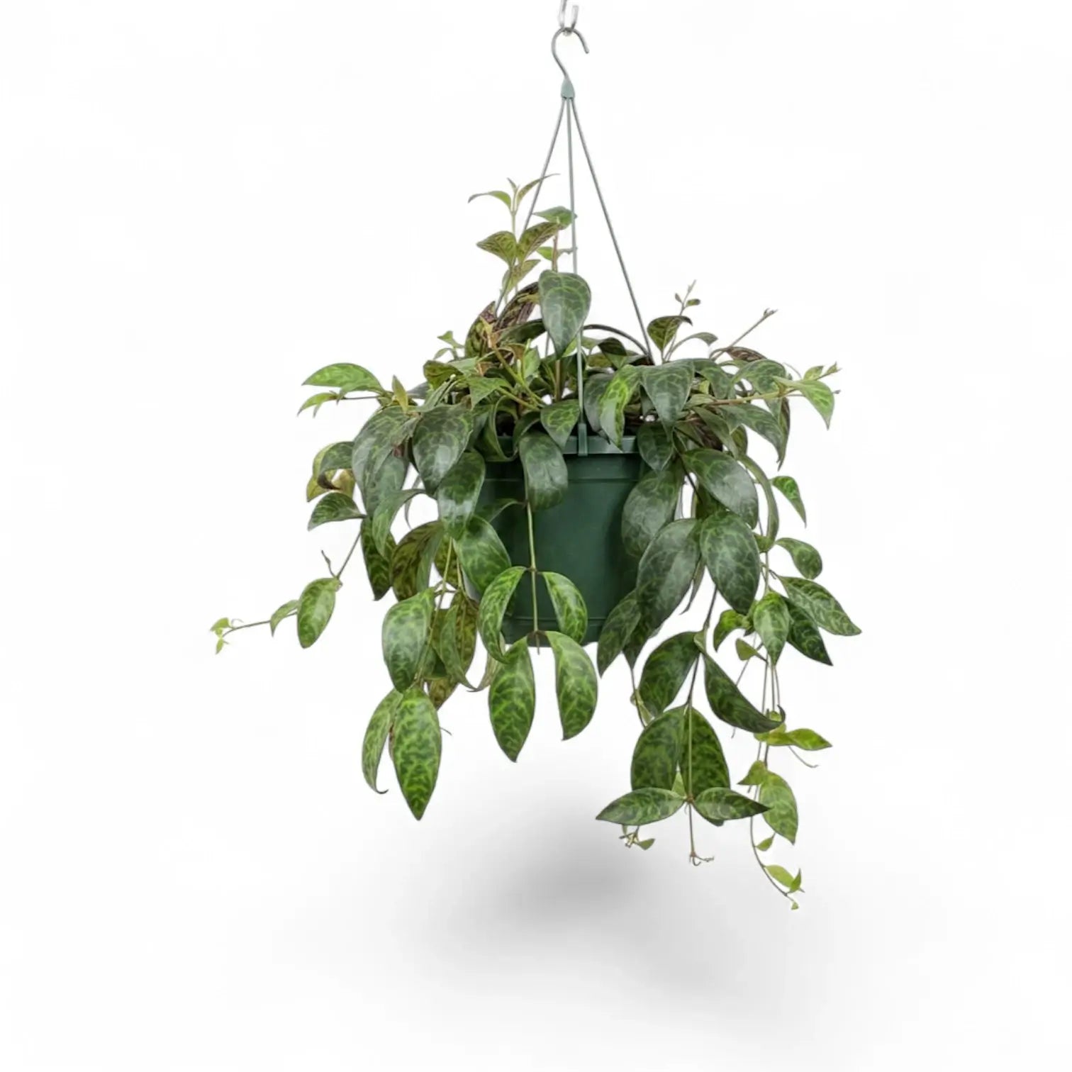 Aeschynanthus marmoratus im Kulturtopf.