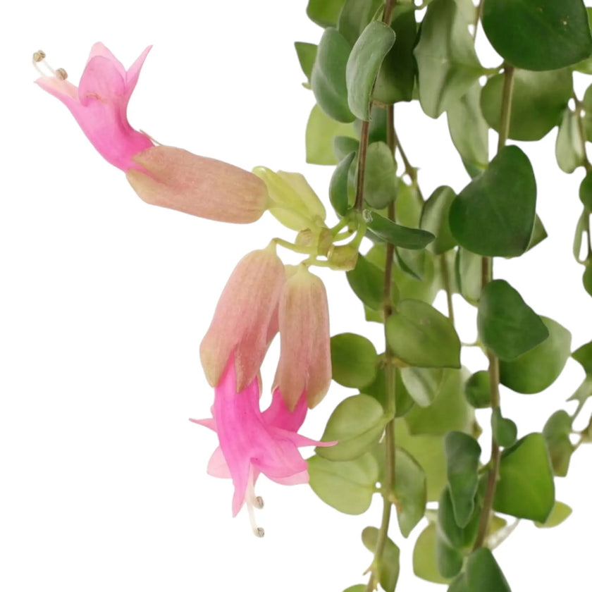 Nahaufnahme von Aeschynanthus ‘Pink Polka’ mit rundlichen grünen Blättern und hellrosa röhrenförmigen Blüten