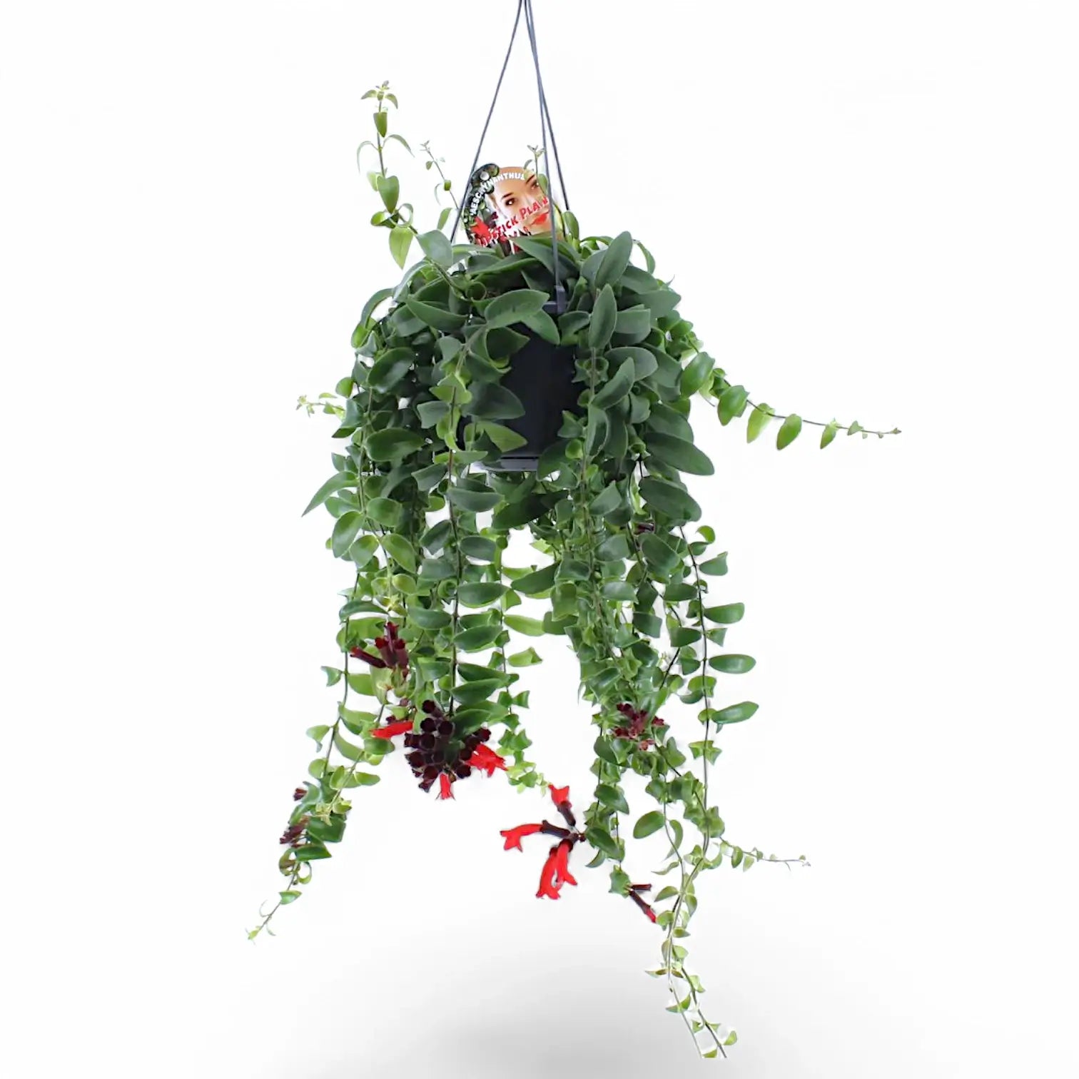 Aeschynanthus 'Rasta' potted plant in nursery pot on white background.