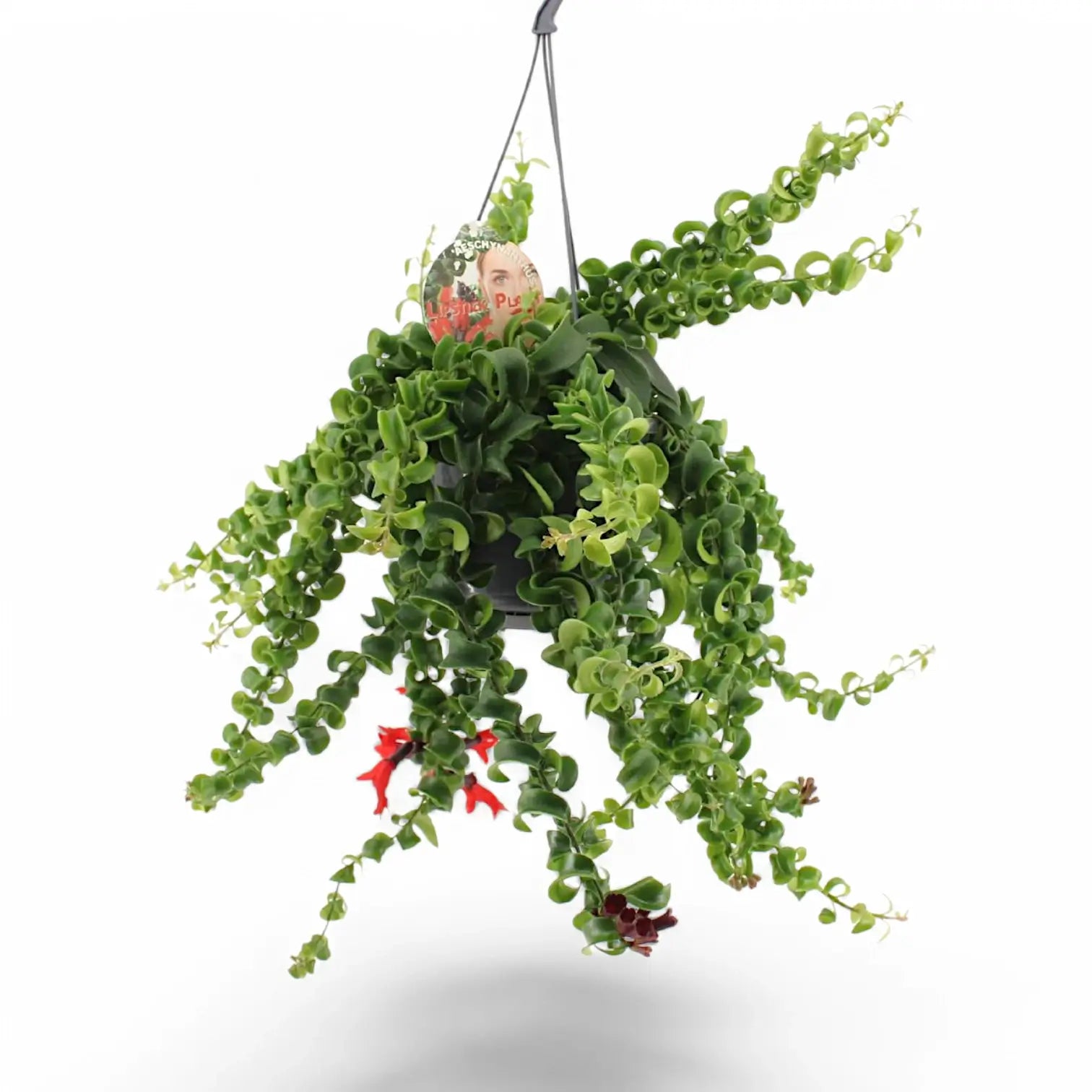Aeschynanthus 'Rasta' potted plant in nursery pot on white background.