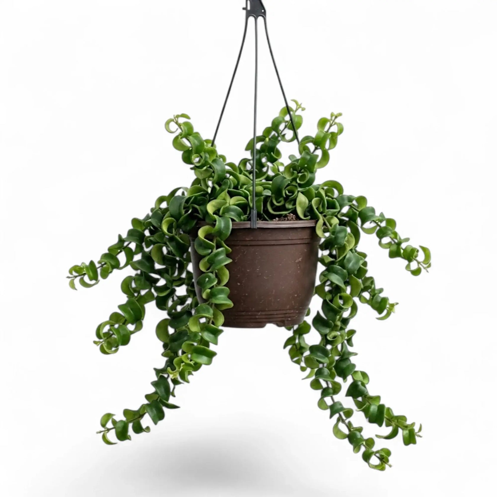 Aeschynanthus ‘Rasta’ als Hängepflanze mit überhängenden Trieben und eingerollten grünen Blättern