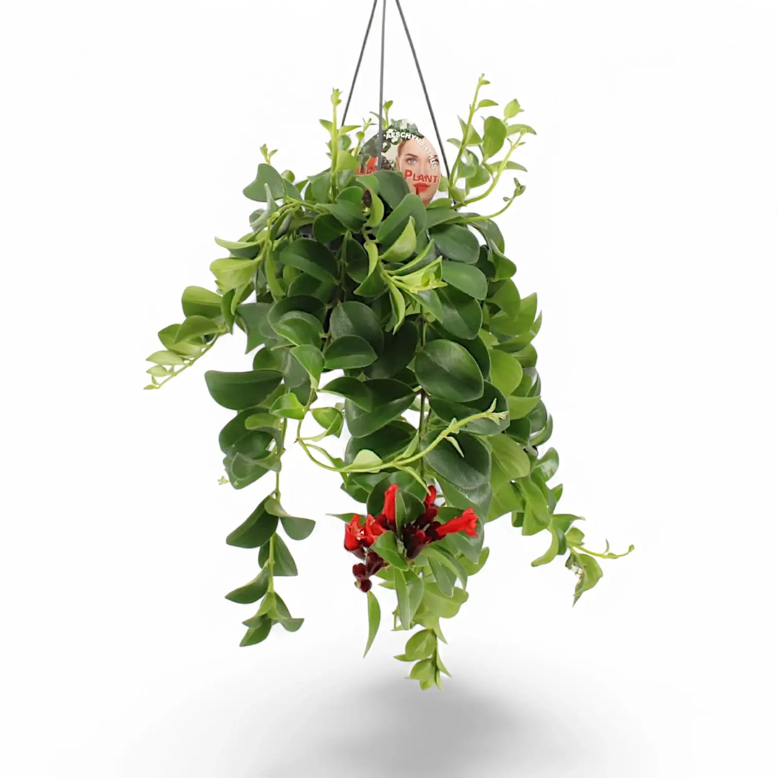 Aeschynanthus speciosus 'Mona Lisa' potted plant in nursery pot on white background.