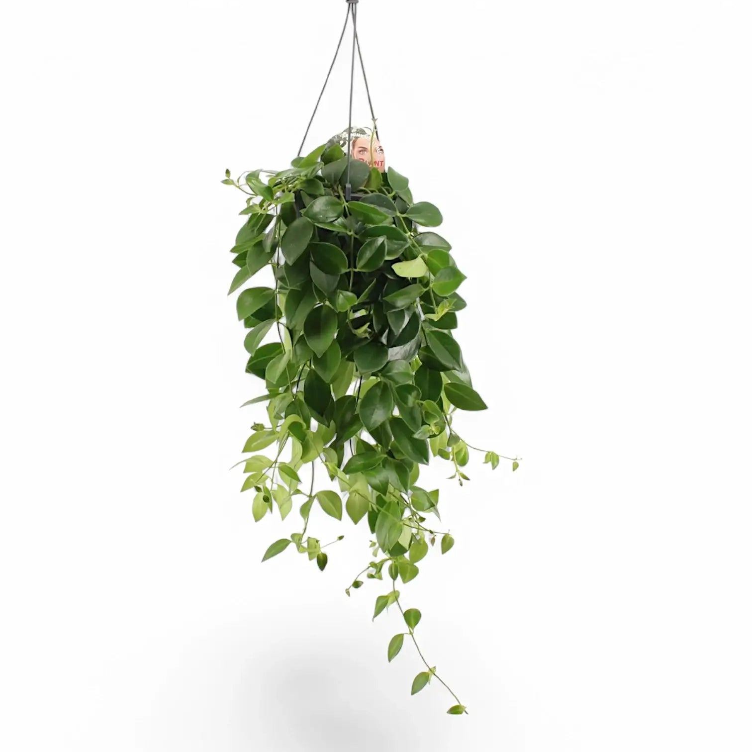 Aeschynanthus speciosus 'Mona Lisa' potted plant in nursery pot on white background.