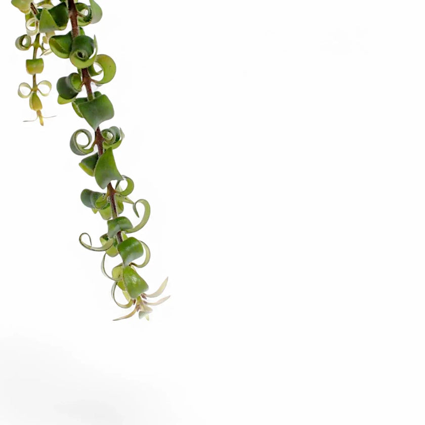 Nahaufnahme eines Blatts von Aeschynanthus 'Swing' vor weißem Hintergrund.