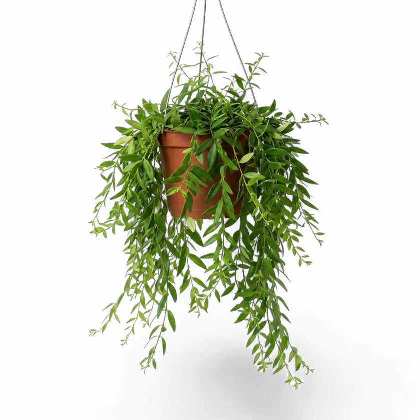 Aeschynanthus 'Japhrolepis' hanging plant in a nursery pot.