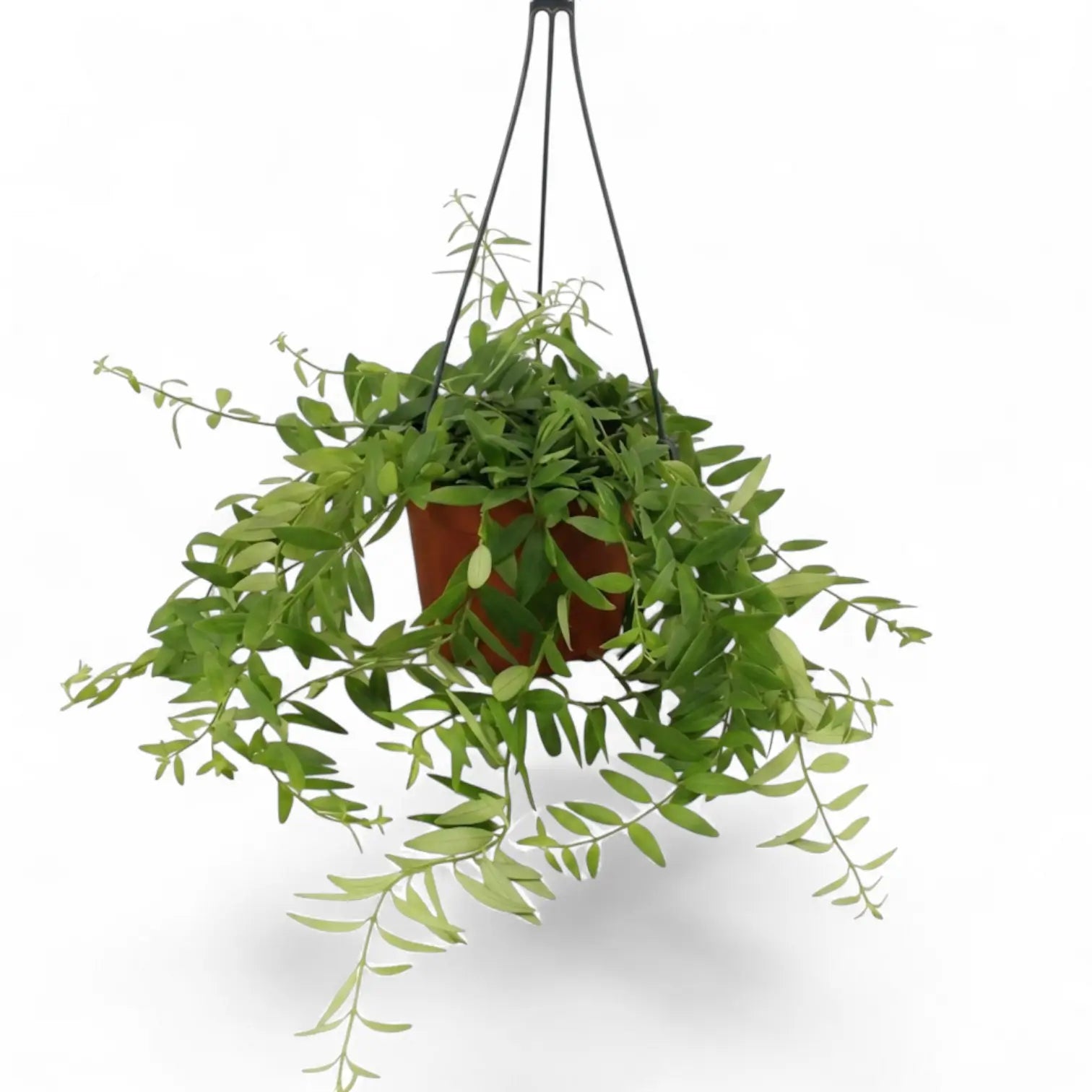 Aeschynanthus 'Japhrolepis' als Hängepflanze im Kulturtopf.
