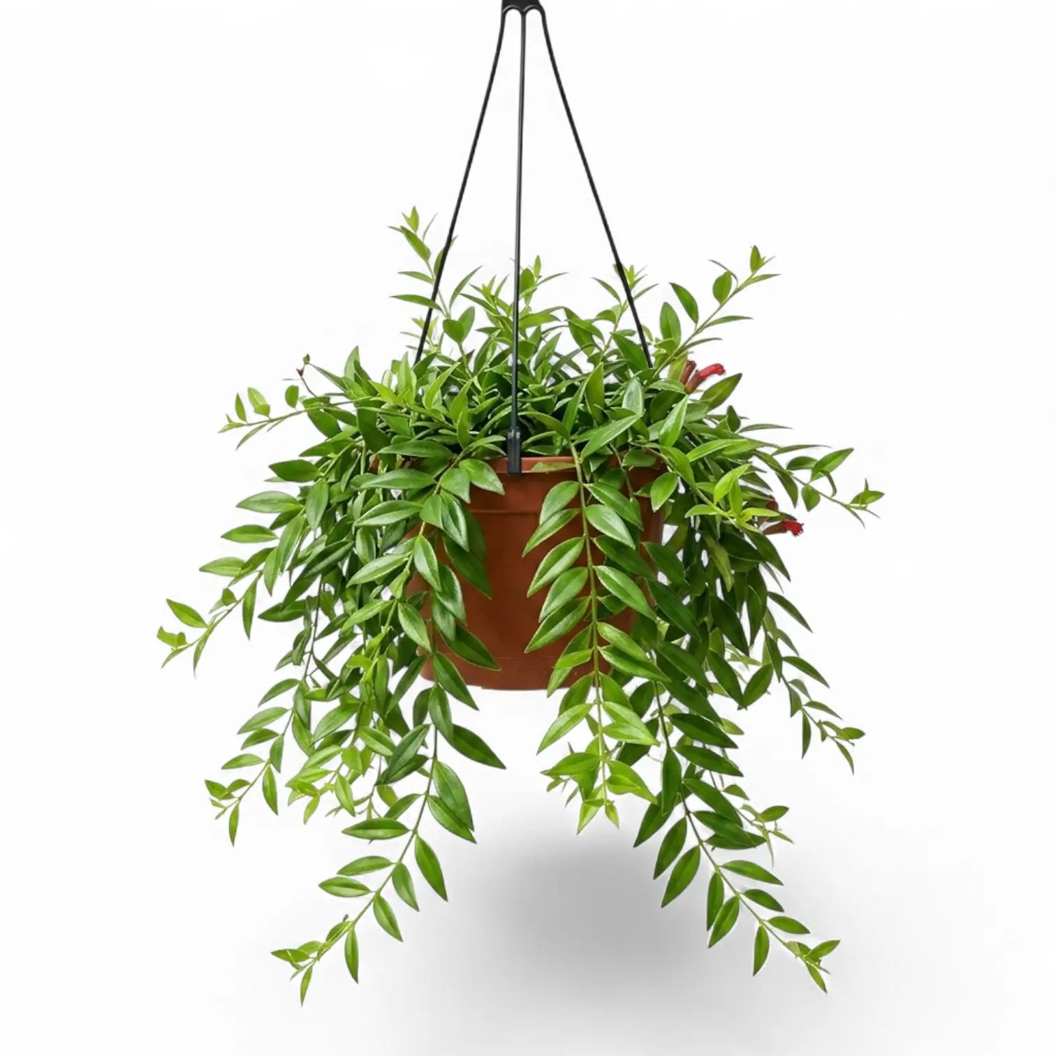 Aeschynanthus 'Japhrolepis' als Hängepflanze im Kulturtopf.