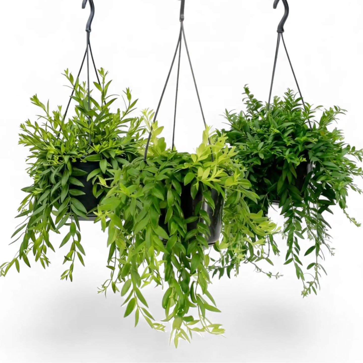 Drei Hängepflanzen von Aeschynanthus 'Japhrolepis' in Kulturtöpfen.