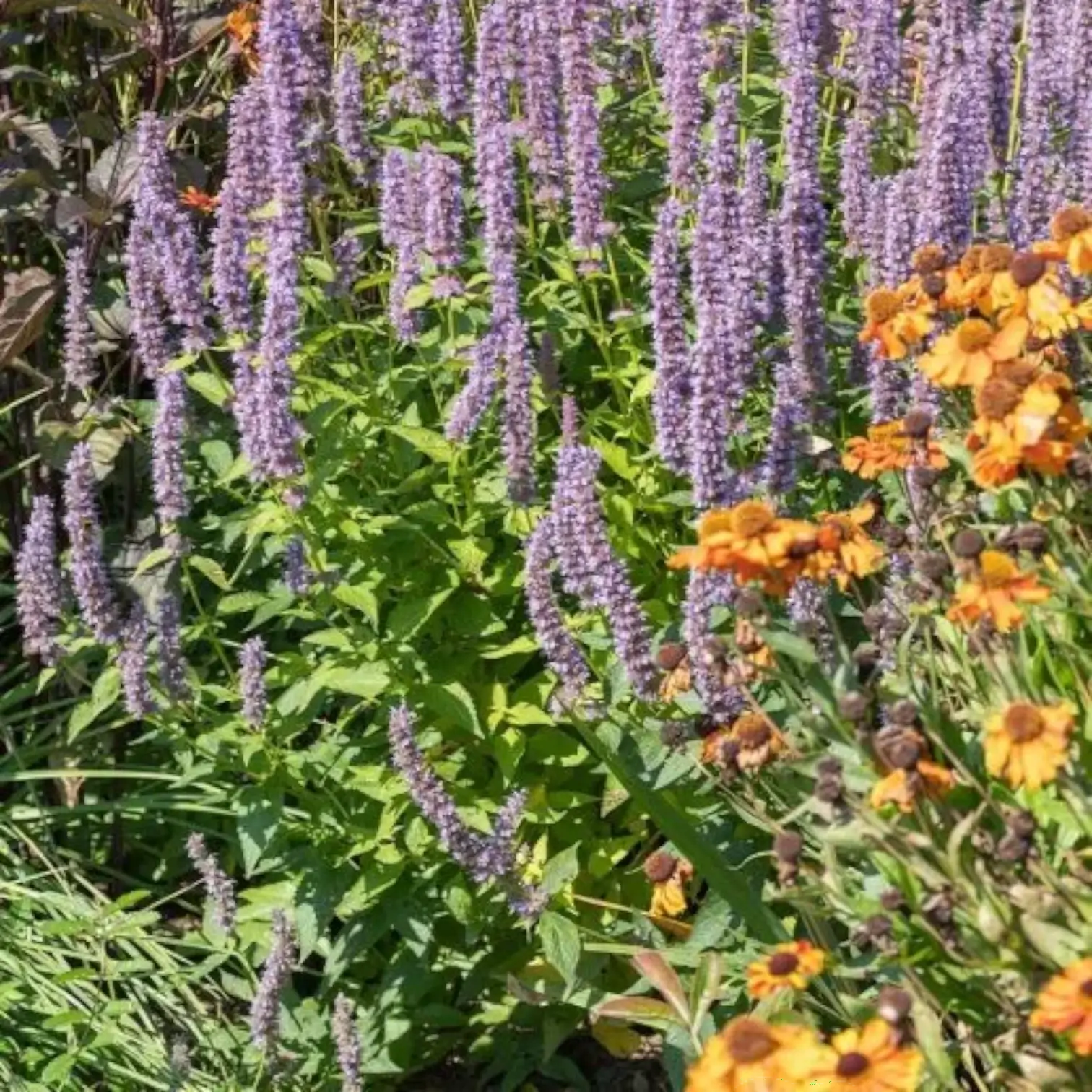 Agastache 'Blue Fortune' detail shot.