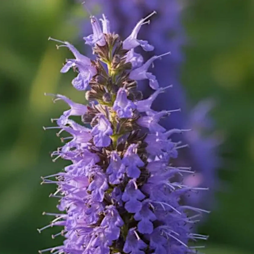 Agastache 'Blue Fortune' – Detailaufnahme der Pflanze.