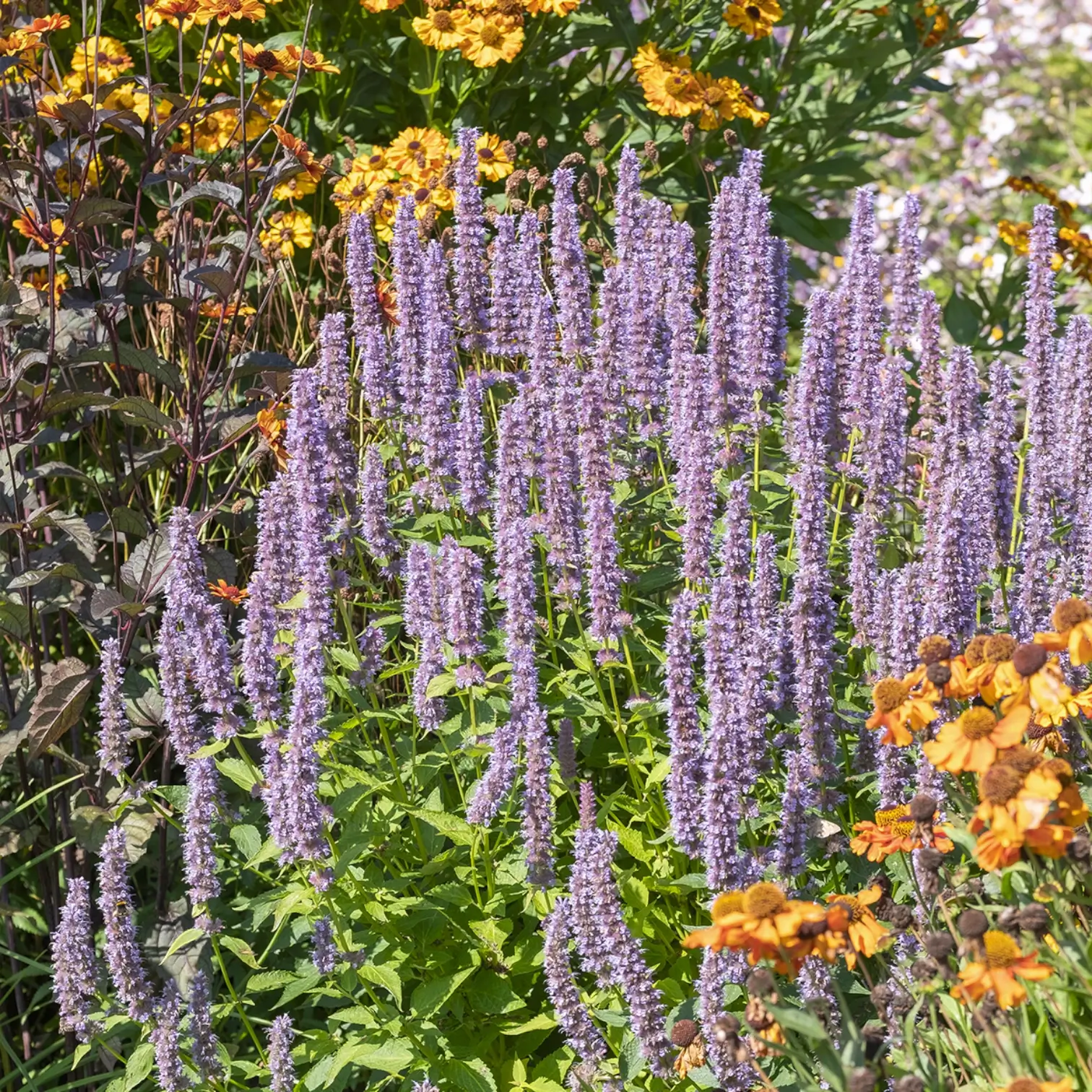 Agastache 'Blue Fortune' plant detail.