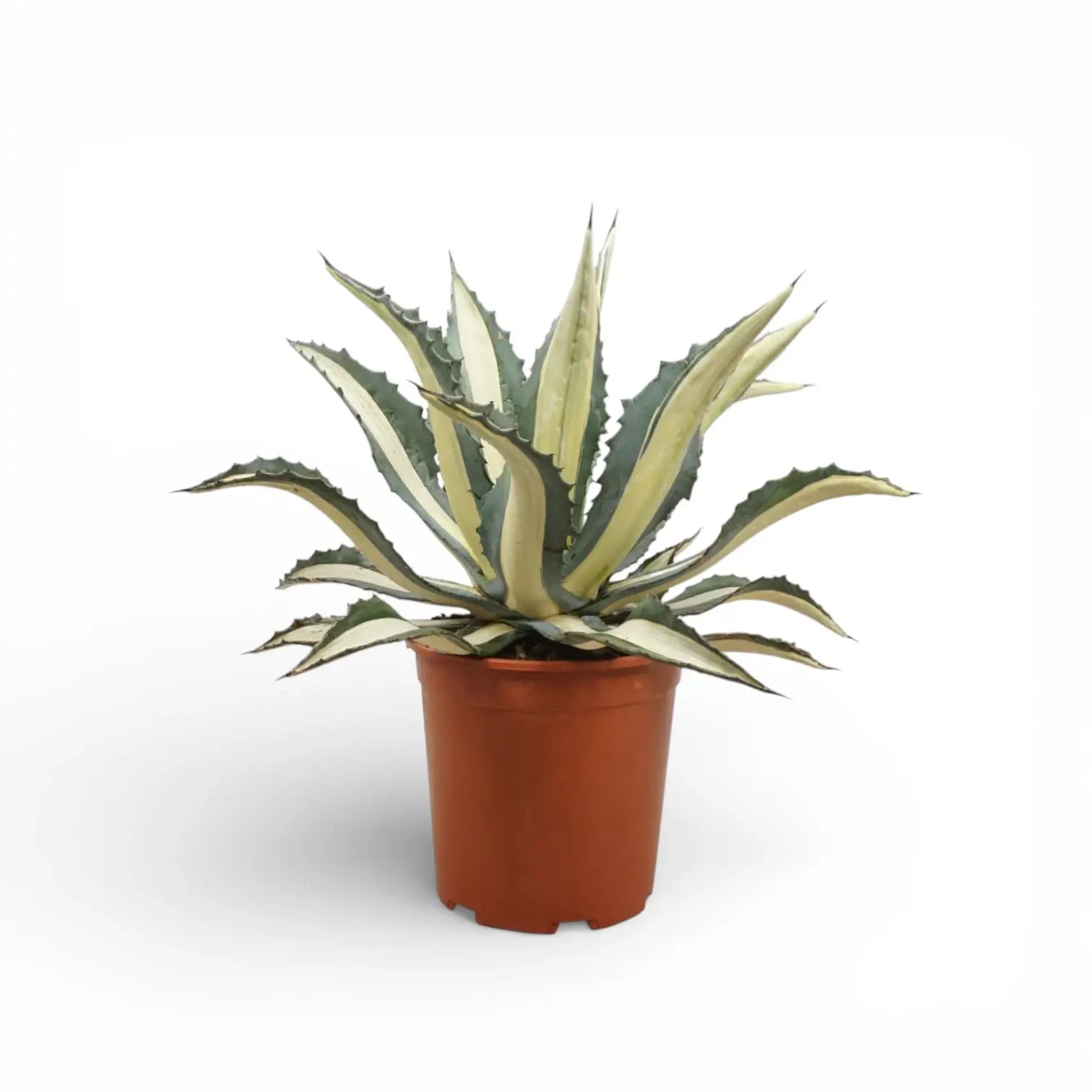 Agave americana Mediopicta Alba - potted plant on a white background.