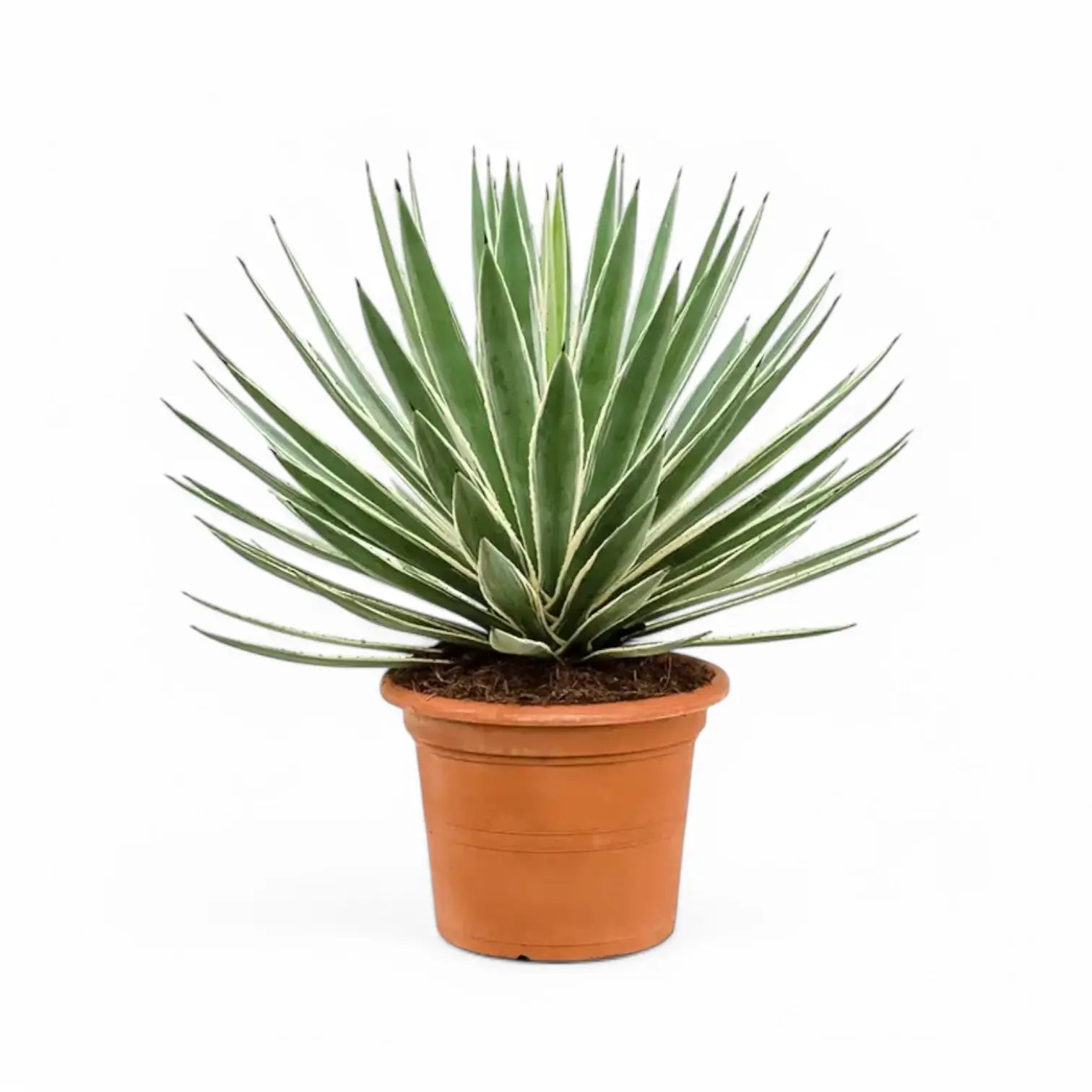 Agave angustifolia var. marginata potted plant in nursery pot on white background.