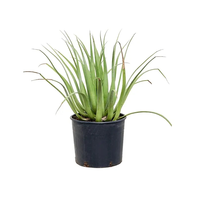 Agave bracteosa potted plant in nursery pot on white background.