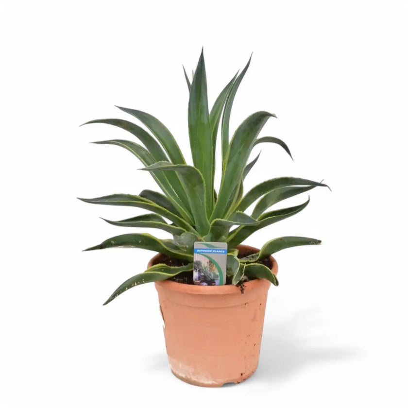 Agave demeesteriana f. marginata – Topfpflanze im Kulturtopf vor weißem Hintergrund, Produktfoto 2.