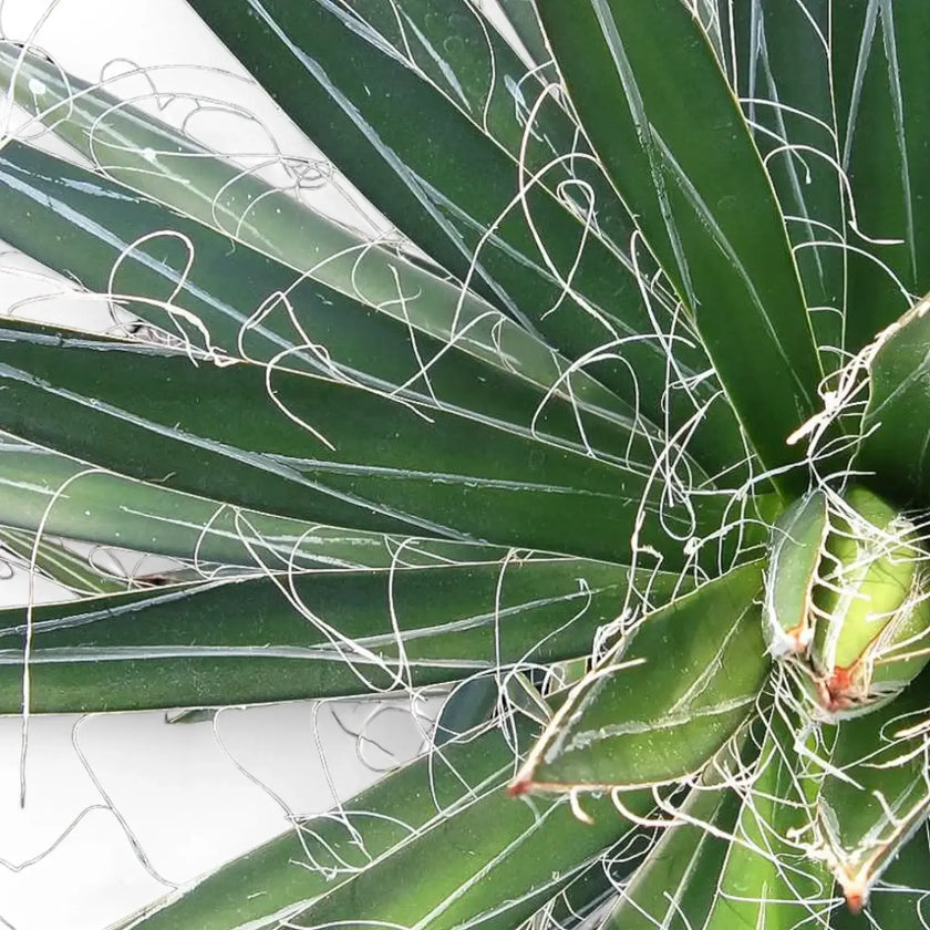 Agave filifera – Blattdetail vor weißem Hintergrund..