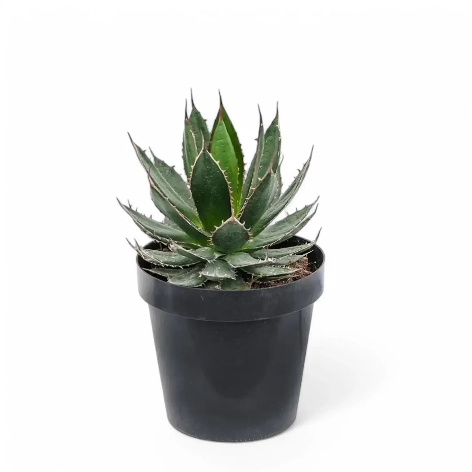 Agave horrida potted plant in nursery pot on white background.