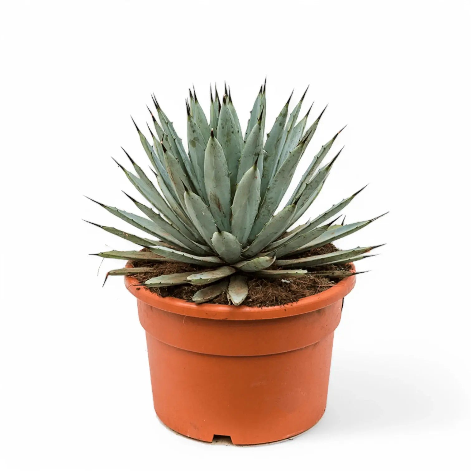 Agave macroacantha potted plant in nursery pot on white background.