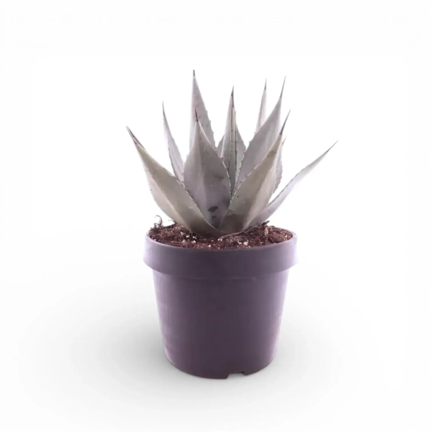 Agave neomexicana
