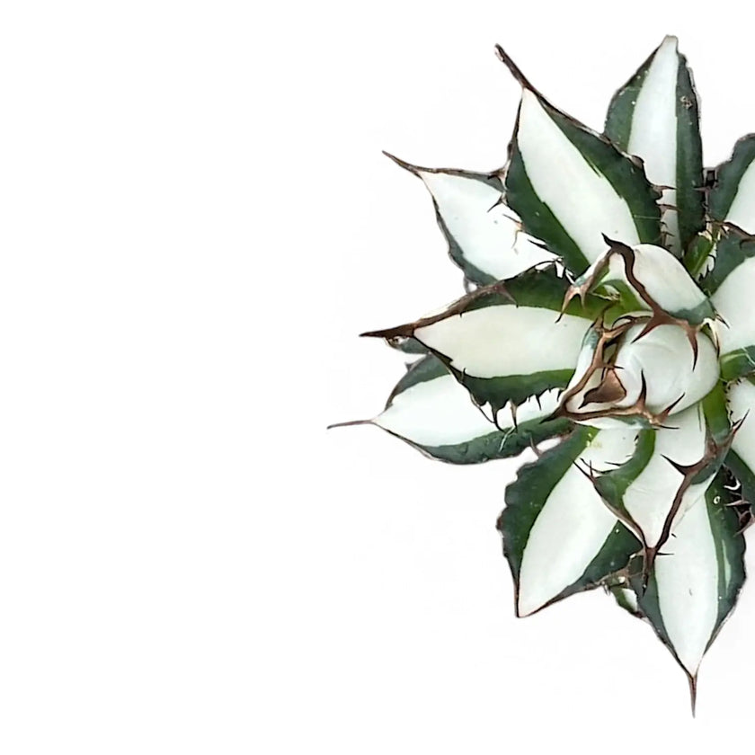 Agave 'Peace Revolution' – Blattdetail vor weißem Hintergrund..