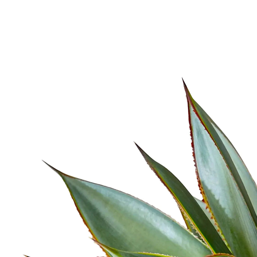 Nahaufnahme eines Blatts von Agave 'Shaka Zulu' vor weißem Hintergrund.