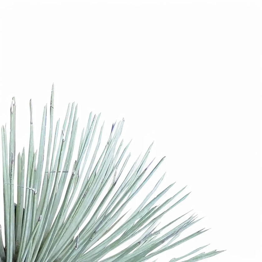 Agave stricta – Blattdetail vor weißem Hintergrund..