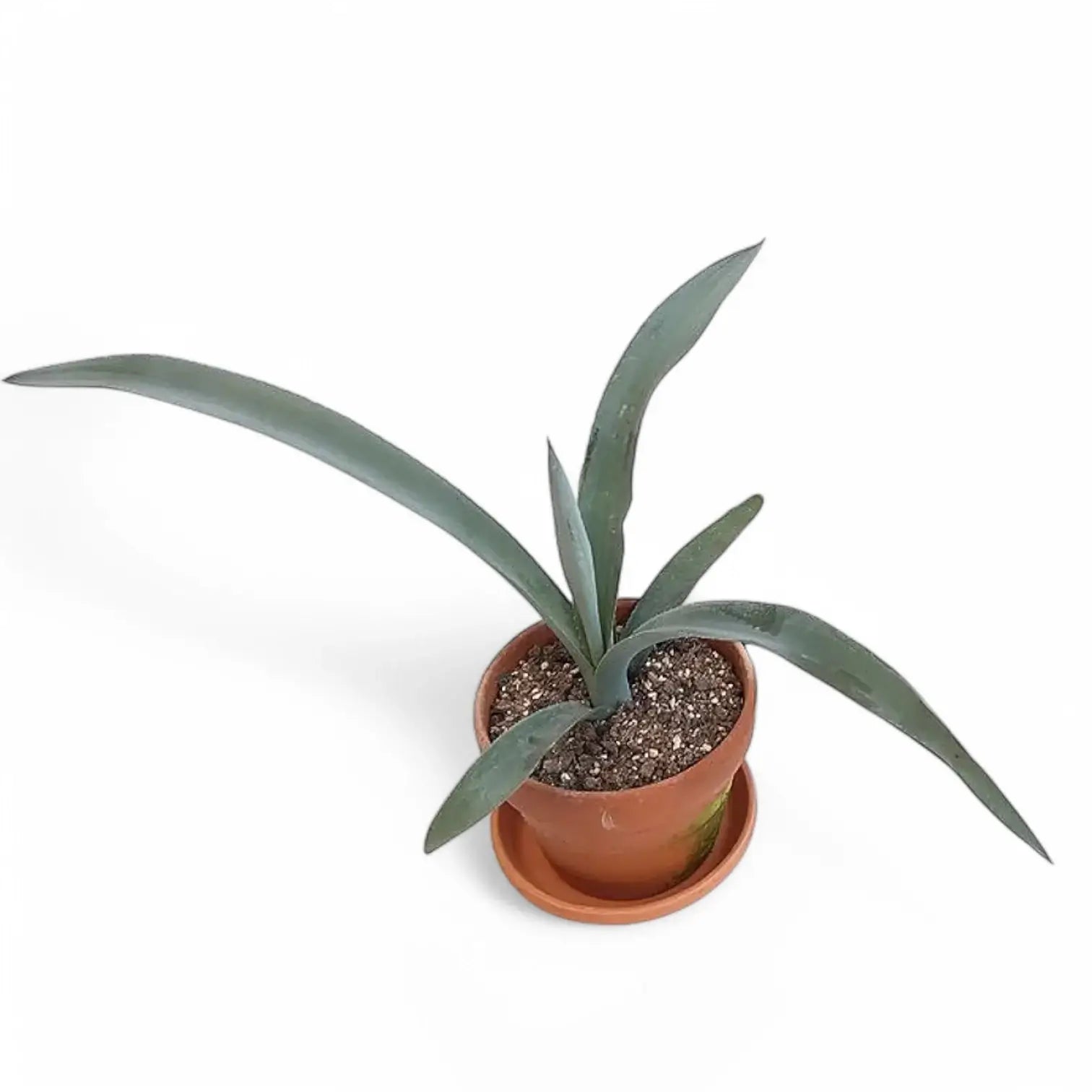 Agave tequilana potted plant in nursery pot on white background.